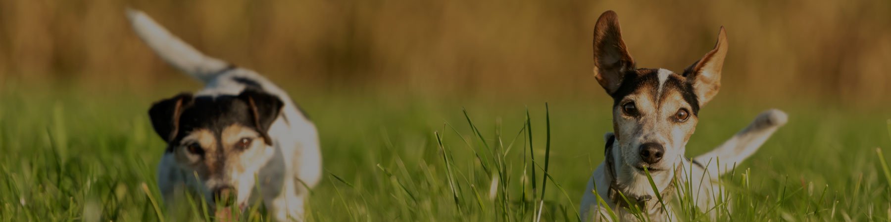 Dogs running off leash